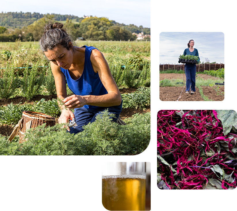 Kéfirs parfumés aux plantes aromatiques en agriculture biologique