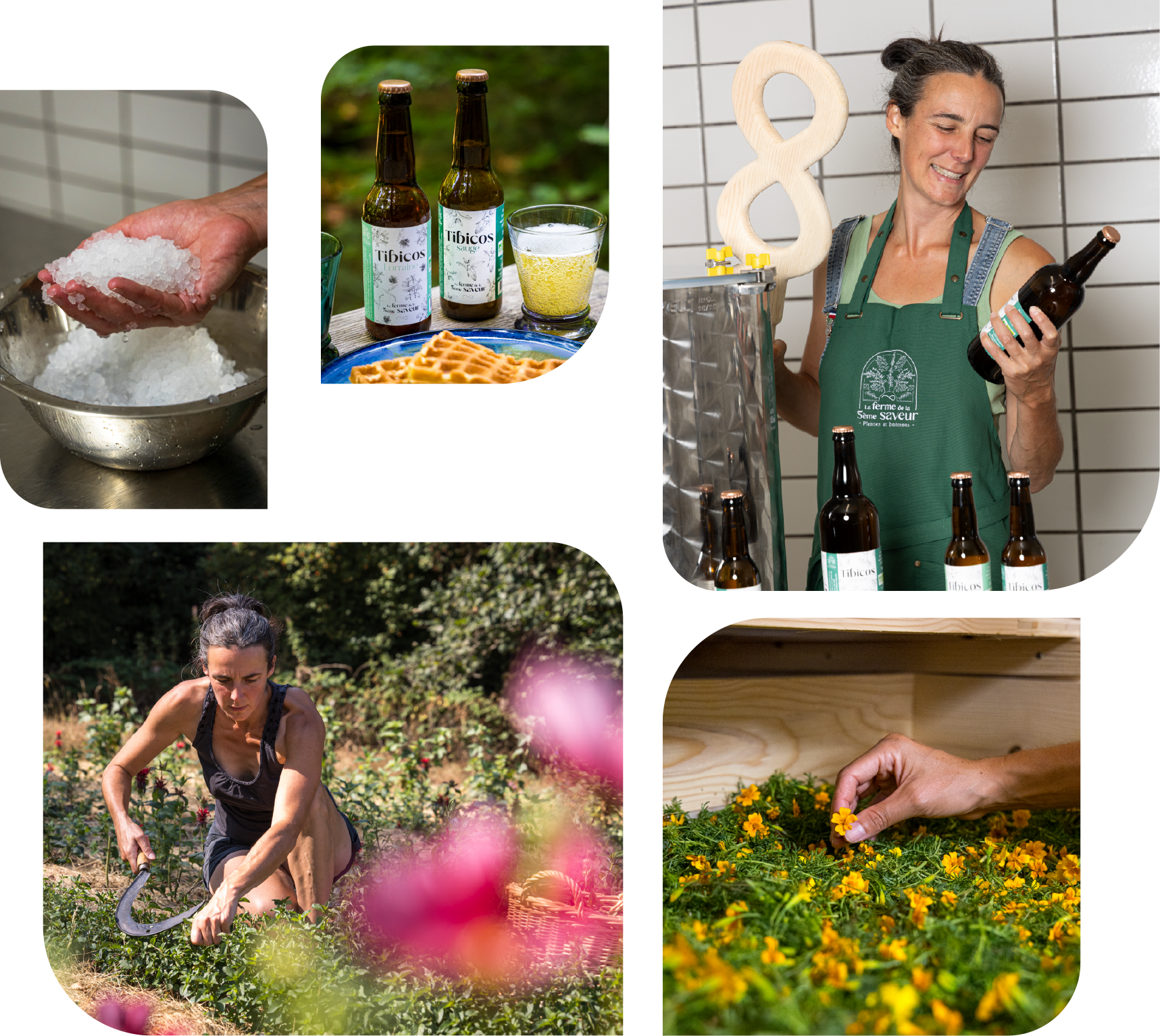 Kéfirs parfumés aux plantes aromatiques en agriculture biologique